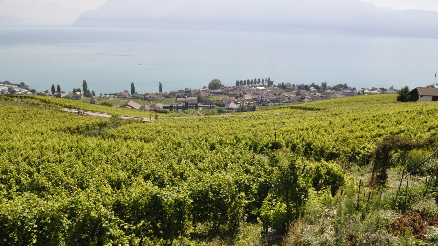 Weinlandschaft am Genfer See