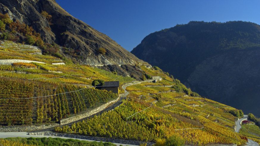 Weinbau im Wallis