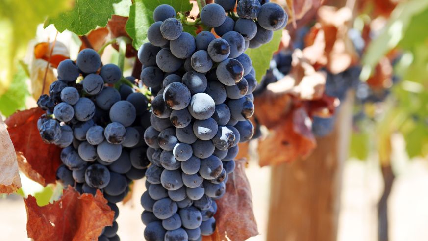 Tempranillo ist der Inbegriff für spanische Rotweine