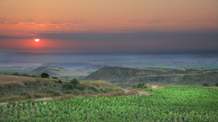 Mit Tempranillo bestockte Weinberge in der Rioja.