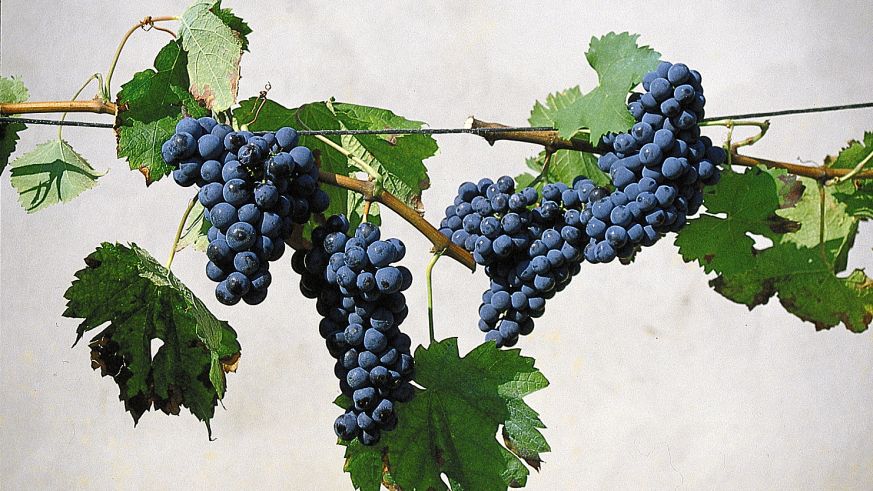 Cabernet Sauvignon ist eine der wichtigsten Rebsorten der Welt