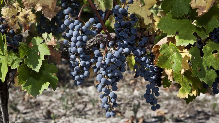 Cabernet Sauvignon Trauben auf dem Weingut Pago Casa Gran. 