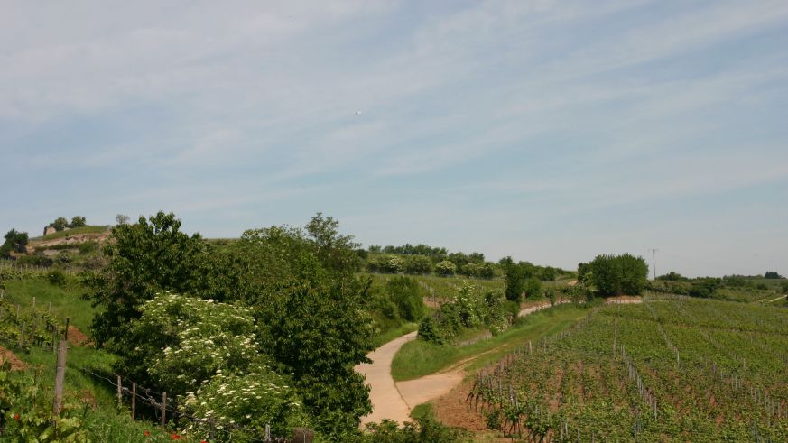 Weinbau in der Pfalz