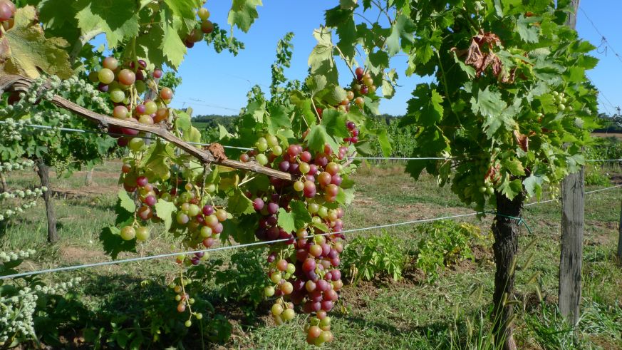 Weinbau in Bordeaux