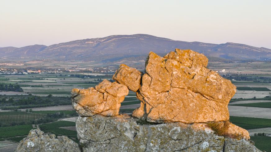 Weinbau im Languedoc