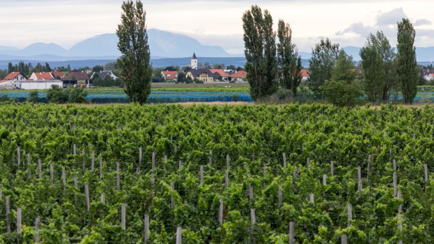 burgenland-neusiedlersee.jpg