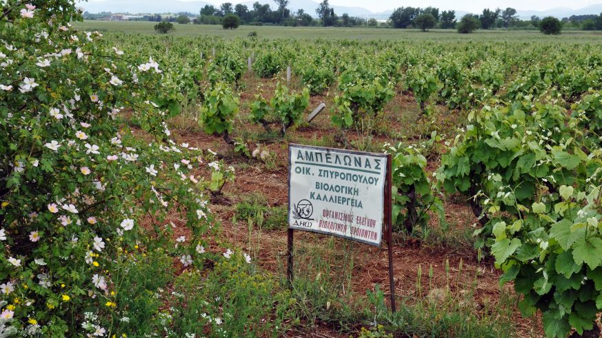 Weinbau in Griechenland