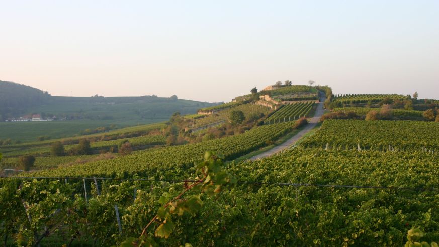 Weinbau in Deutschland