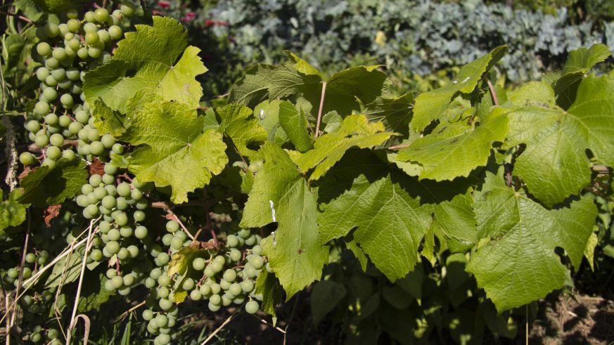 Weinbau in Portugal