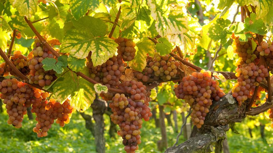 Weinwissen Rebsorten