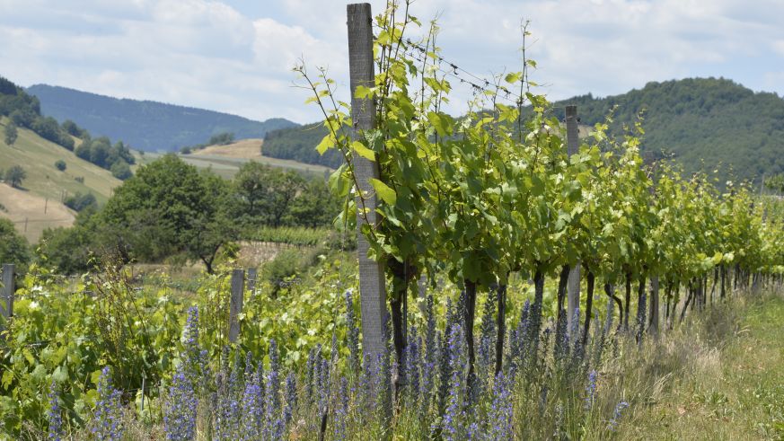 Weinbau in Österreich