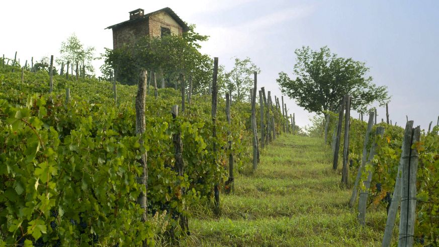 Dieses alte Weinbergstürmchen, das früher auswärtigen Arbeitern als Unterkunft diente, ist das Wahrzeichen der Lage Bric Rocche