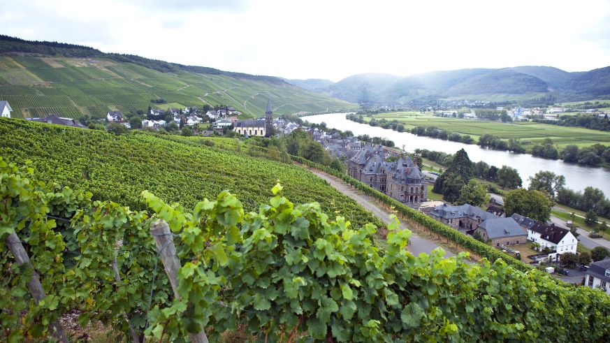 Weinbau an der Mosel