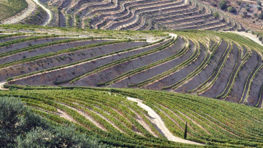 Portwein im Douro-Tal