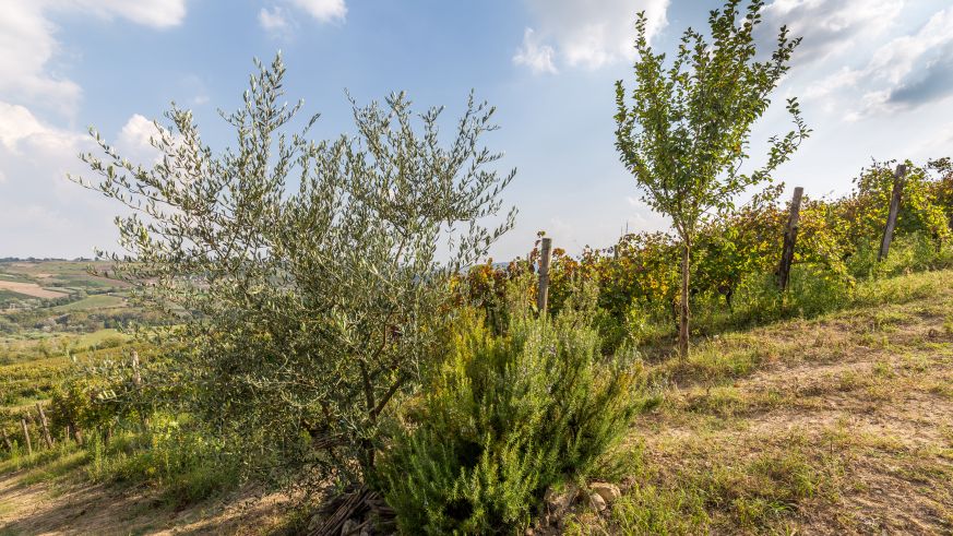 Rosmarinsträucher, Olivenbäume, Rebstöcke – die Rebberge des Fattoria La Rivolta sind ein mediterranes Biotop.