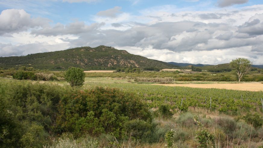 Weinbau in Navarra