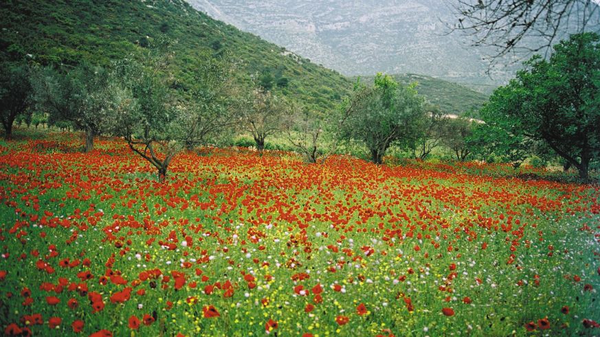 Weinbau in Nemea