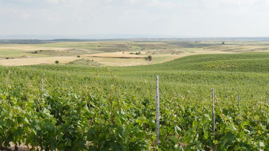 Weinberg in der Ribera des Duero