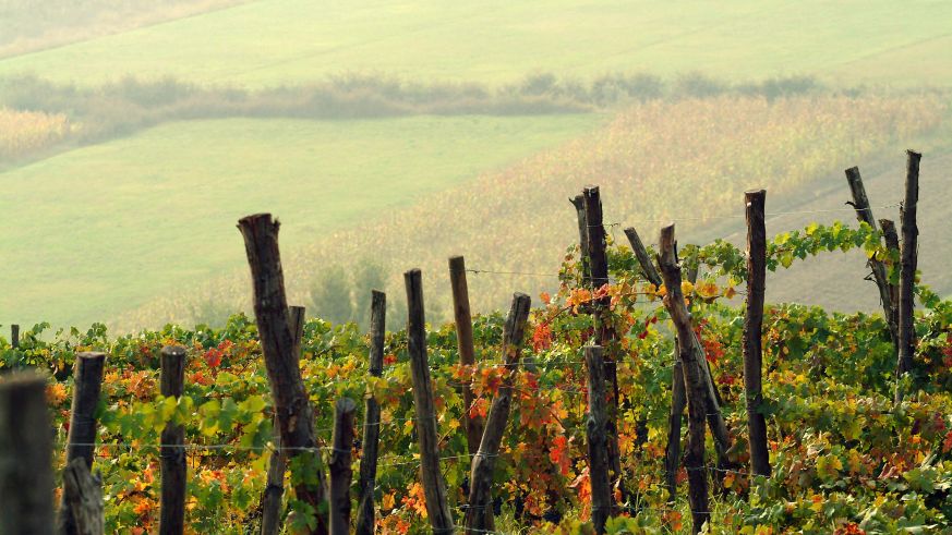 Der Weinberg