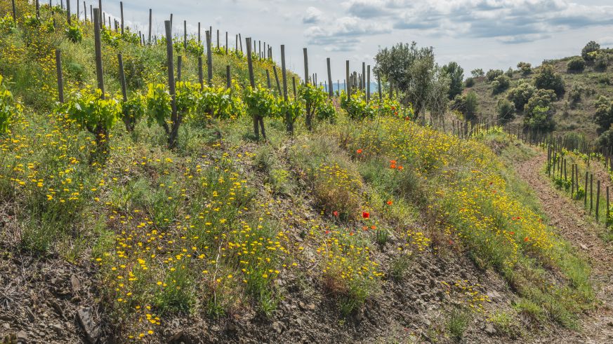 Wein aus Spanien