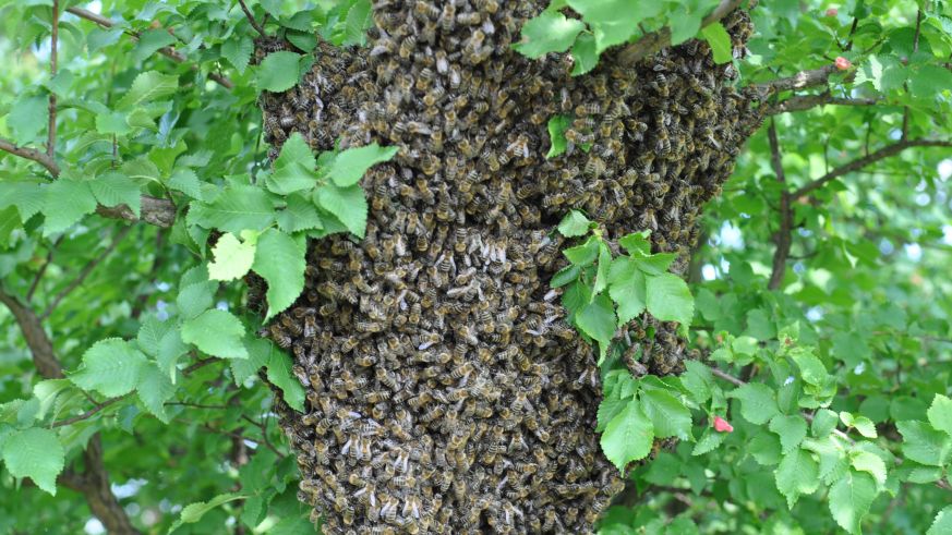 Das Ziel der Delinat-Imkerei sind vitale Bienen.