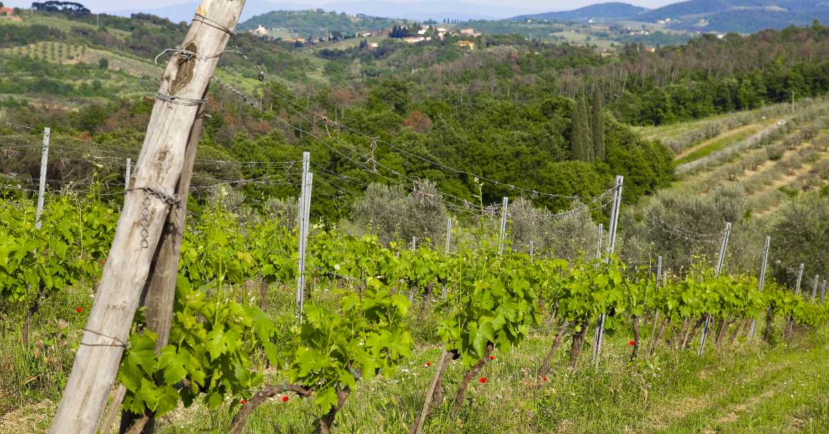 Die Weine Italiens, Weinwissen
