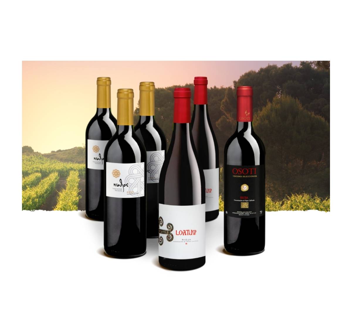 Probierpaket «Best of Rioja» 5+1 Rote Kundenlieblinge aus der Rioja, Bio Probierpakete