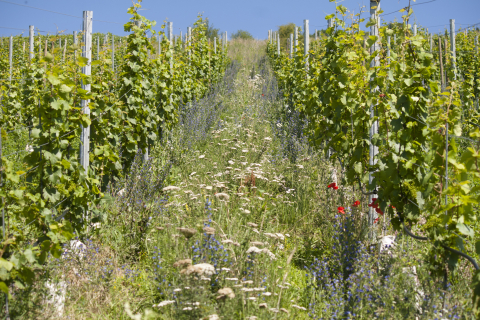 Vielfalt statt Einfalt