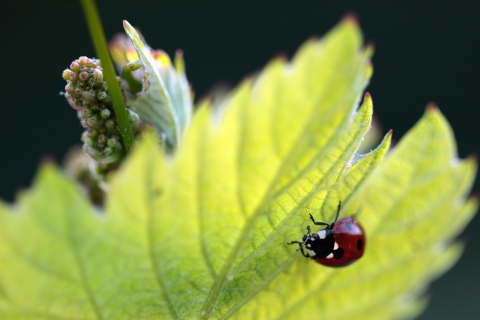 Pilzwiderstandsfähige Rebsorten