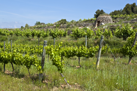 Weinbau im Penedès