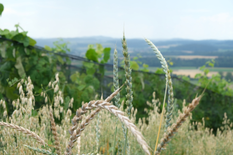 Wie Roland Lenz mit Mischkultur den Schweizer Weinbau revolutioniert