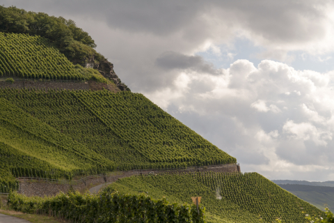 Timo Dienhart und die Steillagen an der Mosel