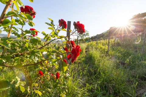 So klingen die Top-5-Sommerweine