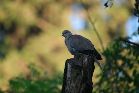 Reiche Vogelvielfalt bei Albet i Noya