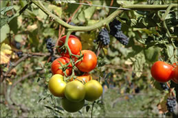 DSC_2671_Tomaten.jpg