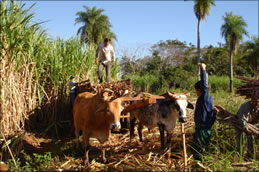 Papagayo_Rum_Sugar_Cane_Harvest.jpg