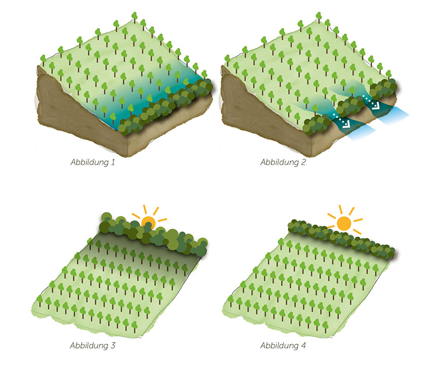 Aufbau eines Agroforstsystems