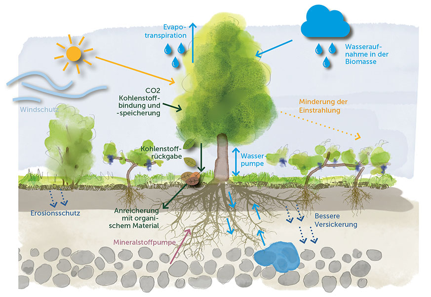 Aufbau eines Agroforstsystems