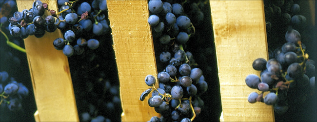 amarone-trauben.jpg