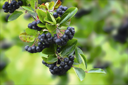 aronia-pflanze.jpg