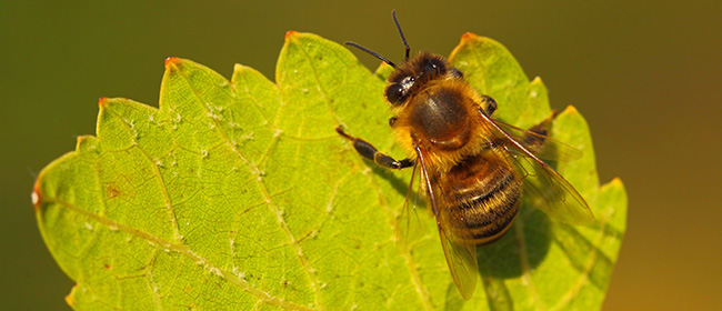 bienenhonig-biene-auf-blatt.jpg