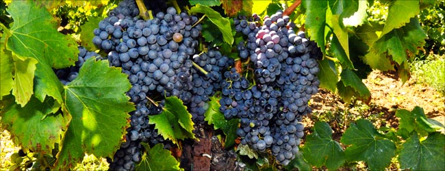 cannonau-grenache.jpg