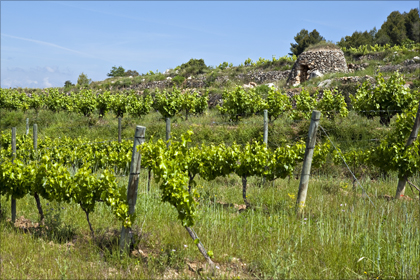 cava-penedes.jpg