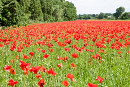 jas-mohn.jpg