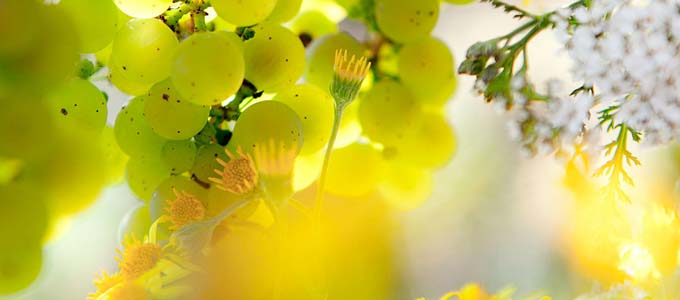 Gold für Timo Dienhart: Spitzenwein aus dem Naturparadies