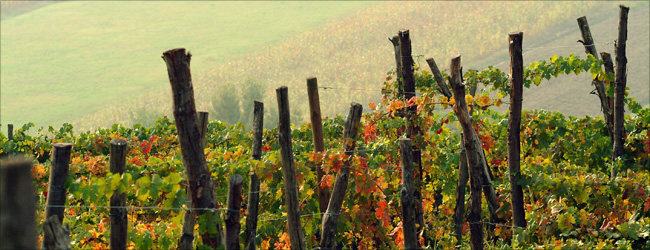 piemont-barolo.jpg