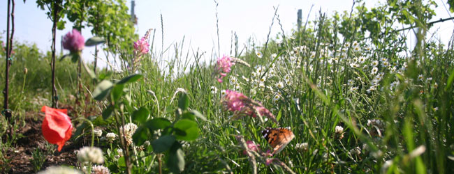 richtlinien-biodiversitaet.jpg