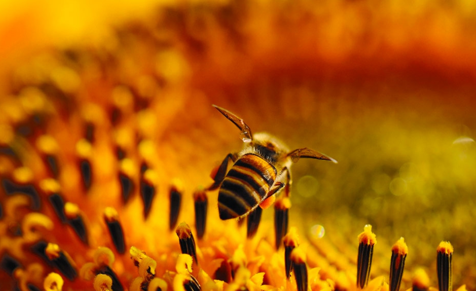 Bio-Bienenhonig