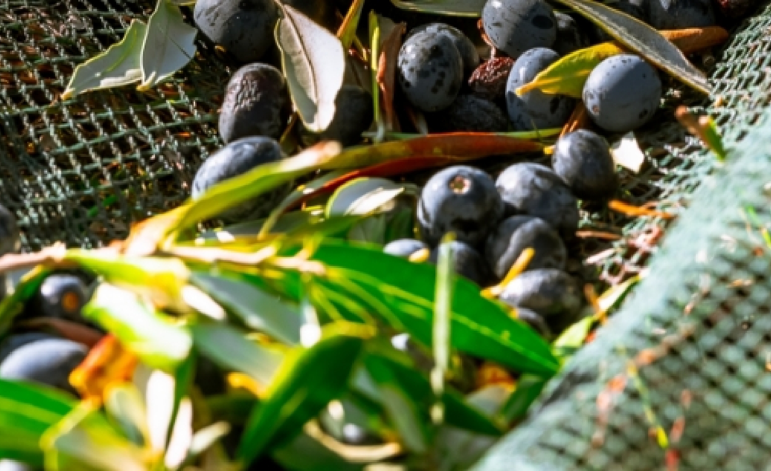Olivenöl aus biologischem Anbau