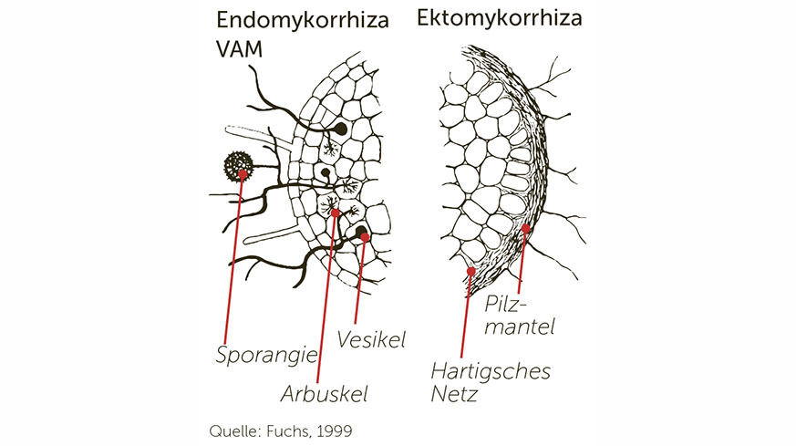 Die verschiedenen Mykorrhiza